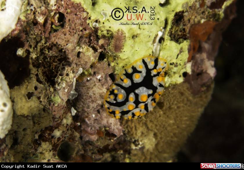 A NUDIBRANCH