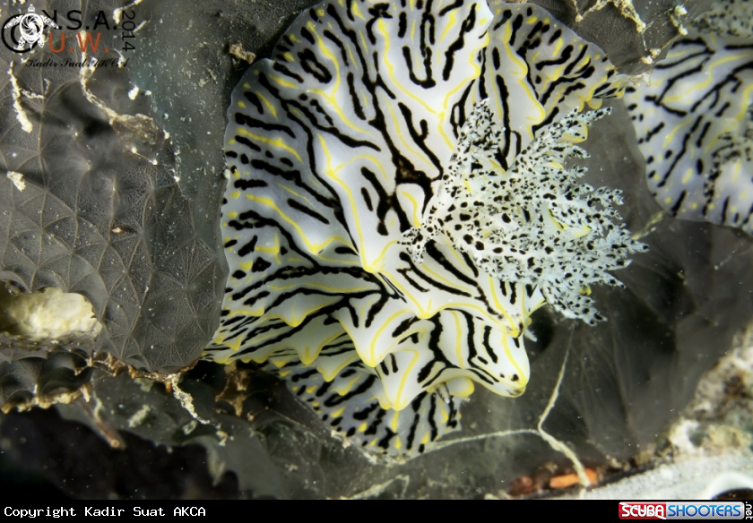 A NUDIBRANCH