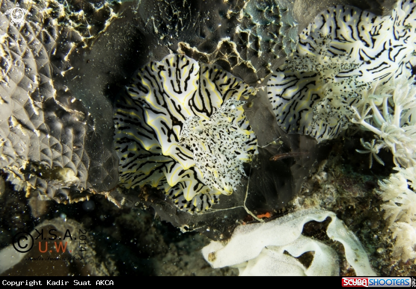 A NUDIBRANCH