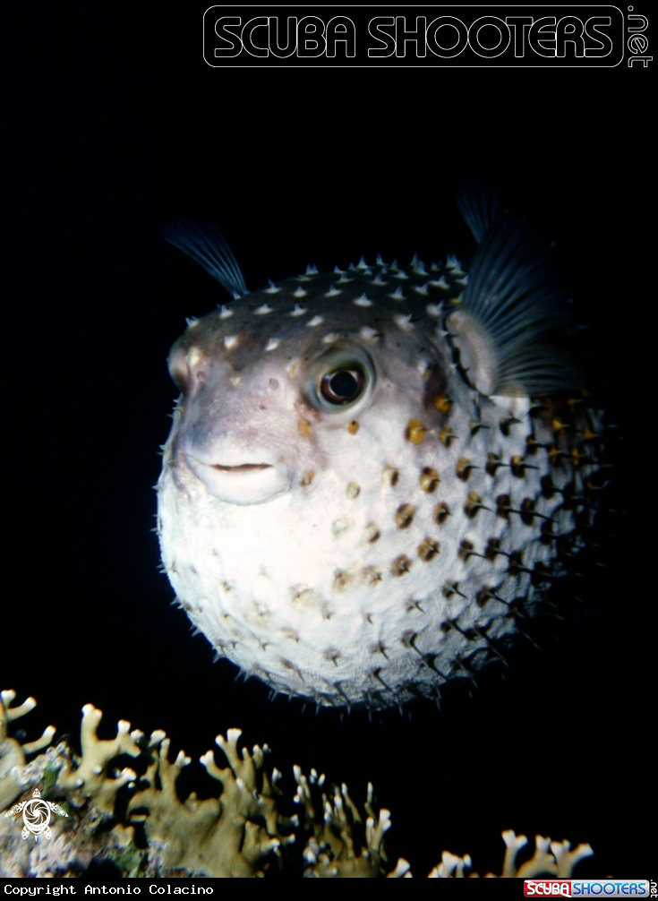 A Pesce palla spinoso