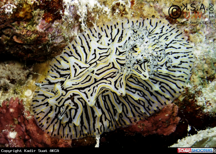 A NUDIBRANCH