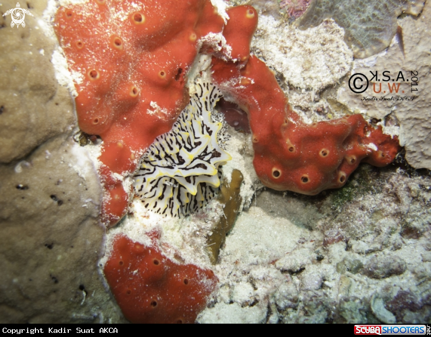 A NUDIBRANCH
