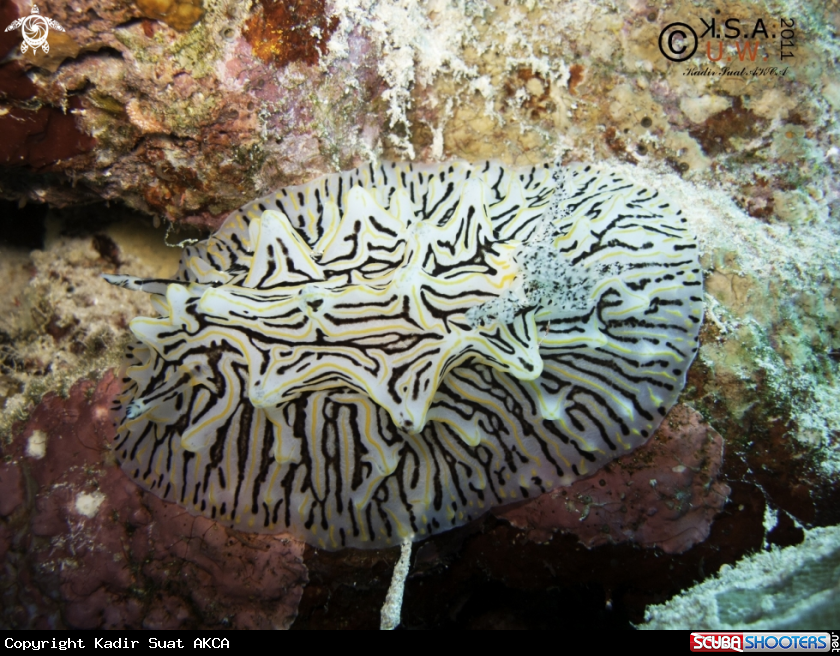 A NUDIBRANCH