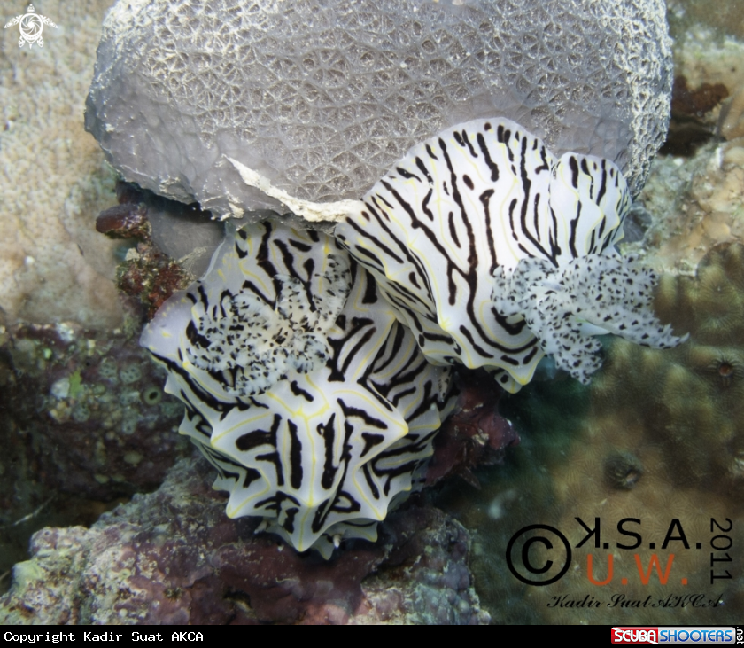 A NUDIBRANCH