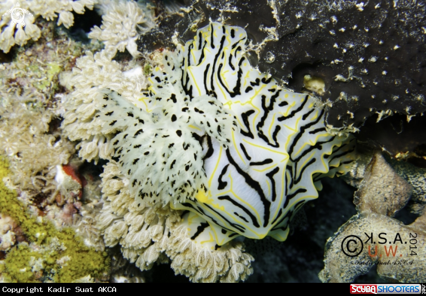 A NUDIBRANCH