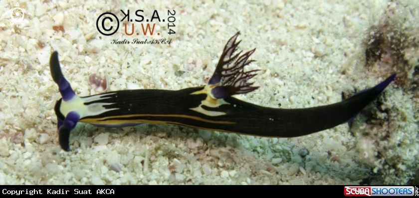 A NUDIBRANCH
