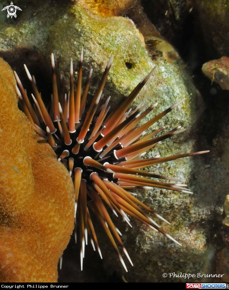 A Sea urchin