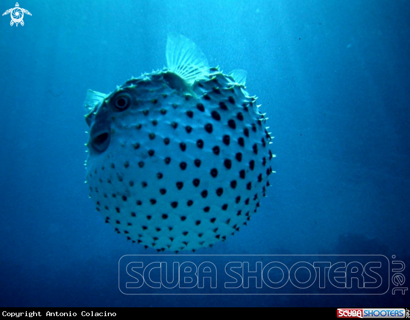 A Pesce palla spinoso