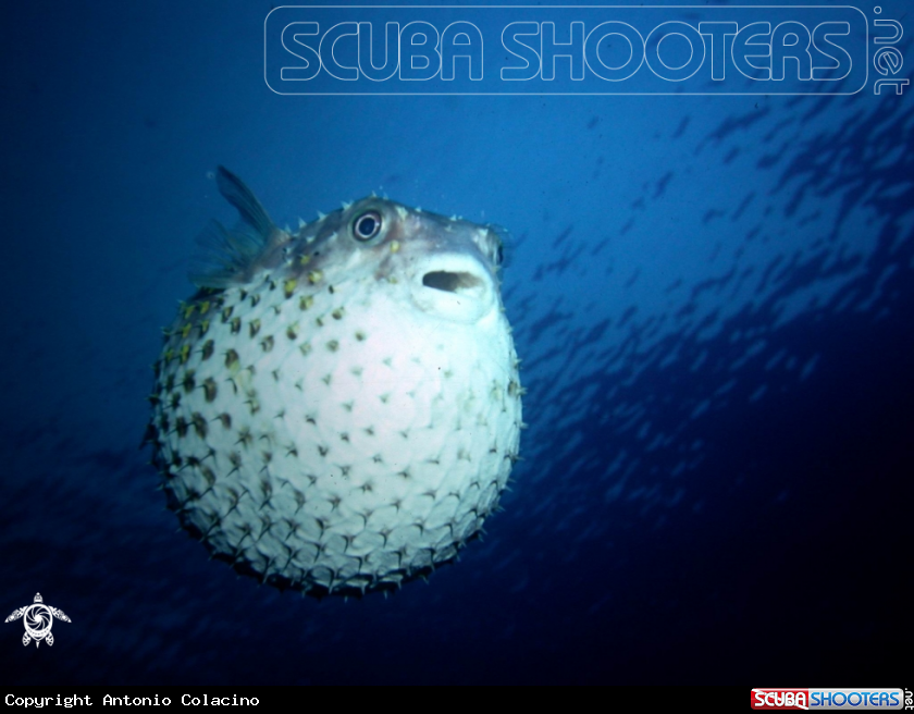 A Pesce palla spinoso