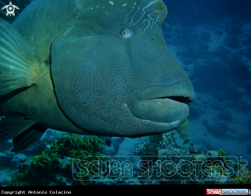 A Napoleon fish-Pesce Napoleone