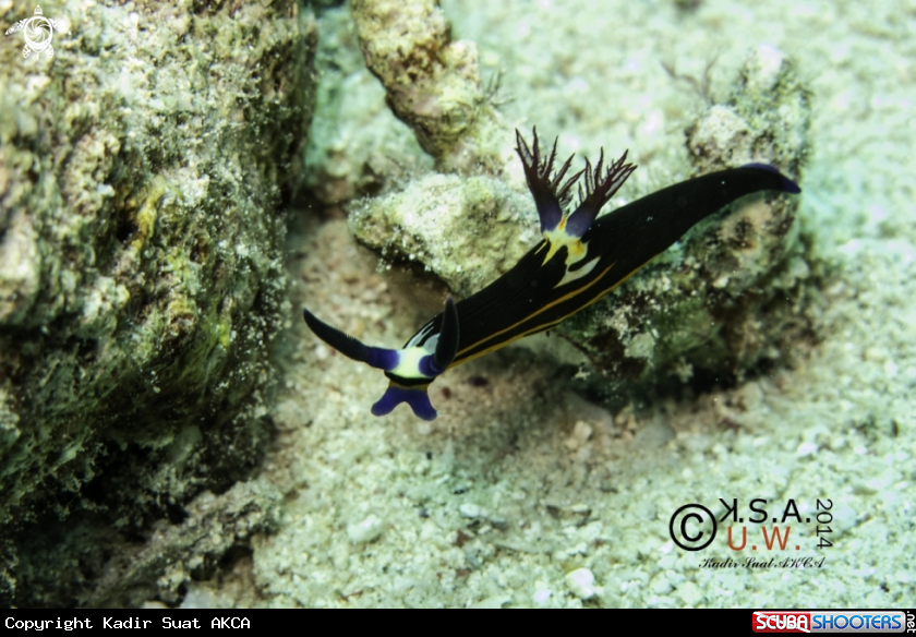 A NUDIBRANCH
