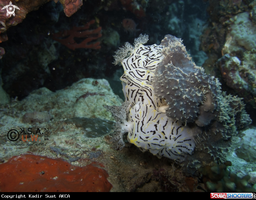 A NUDIBRANCH