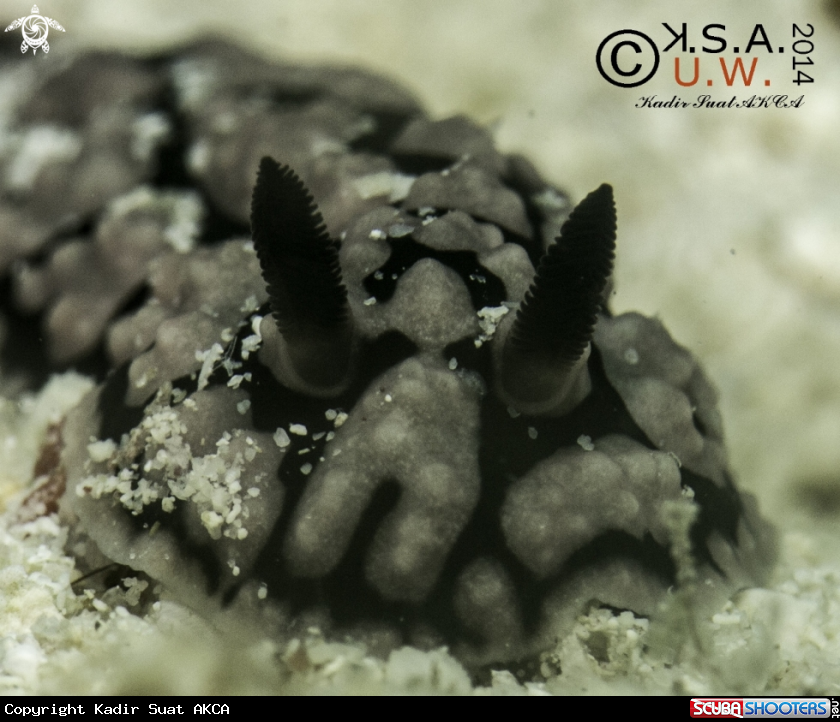 A NUDIBRANCH