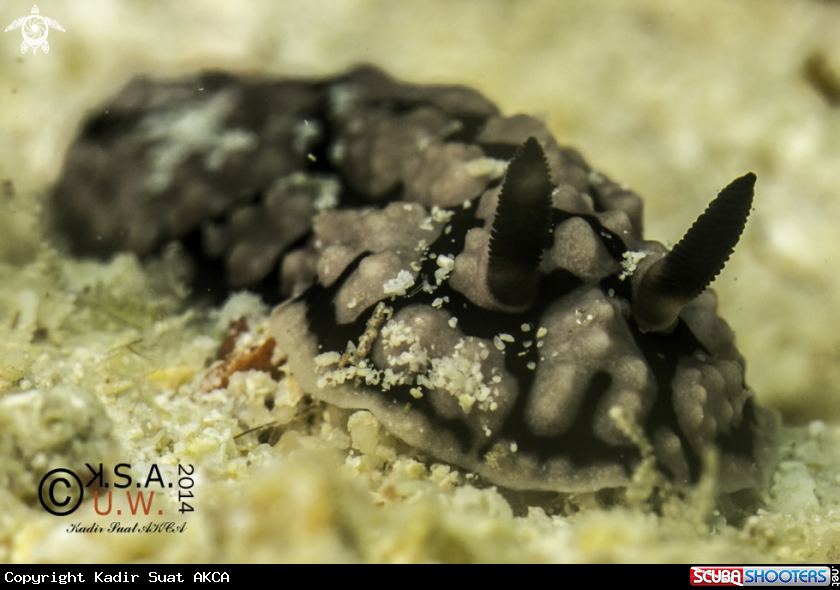 A NUDIBRANCH