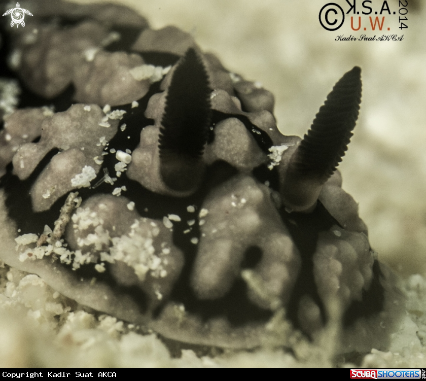 A NUDIBRANCH