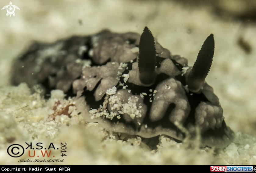 A NUDIBRANCH