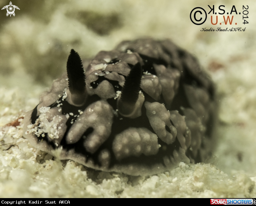 A NUDIBRANCH