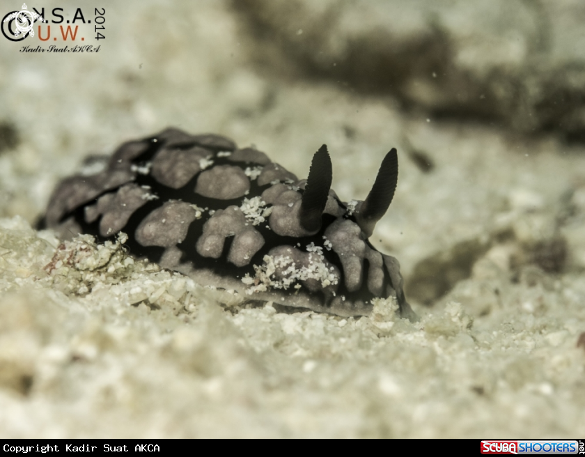 A NUDIBRANCH
