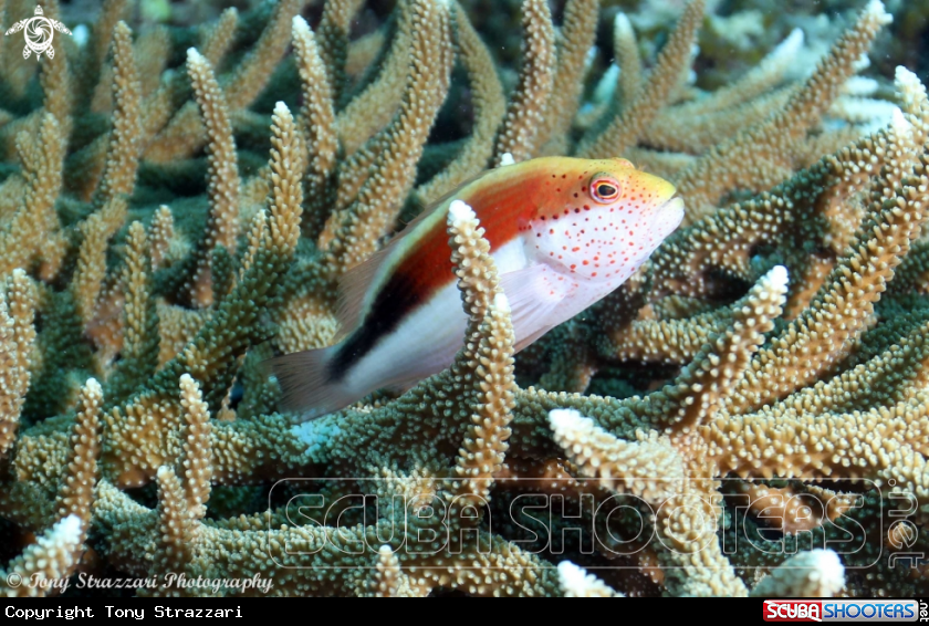 A Freckled hawkfish