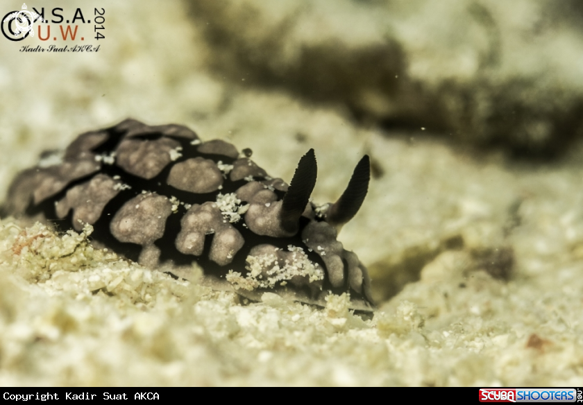 A NUDIBRANCH