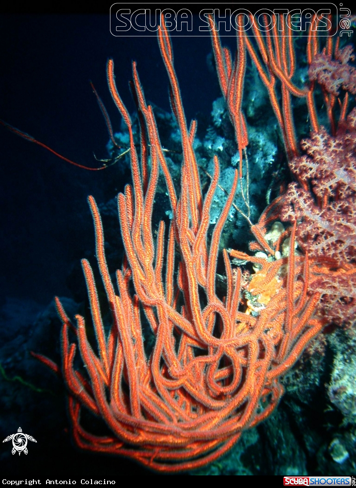 A underwater creature