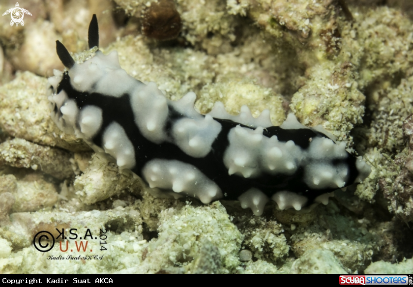 A NUDIBRANCH