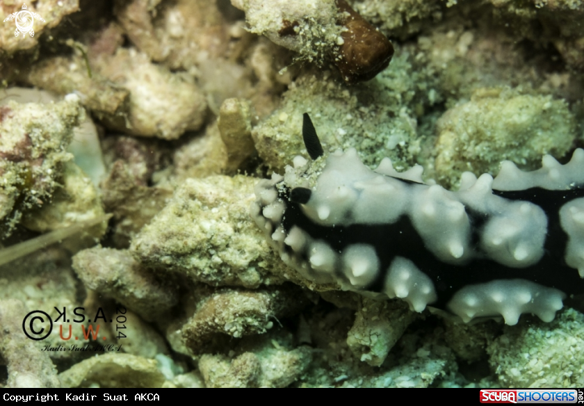 A NUDIBRANCH