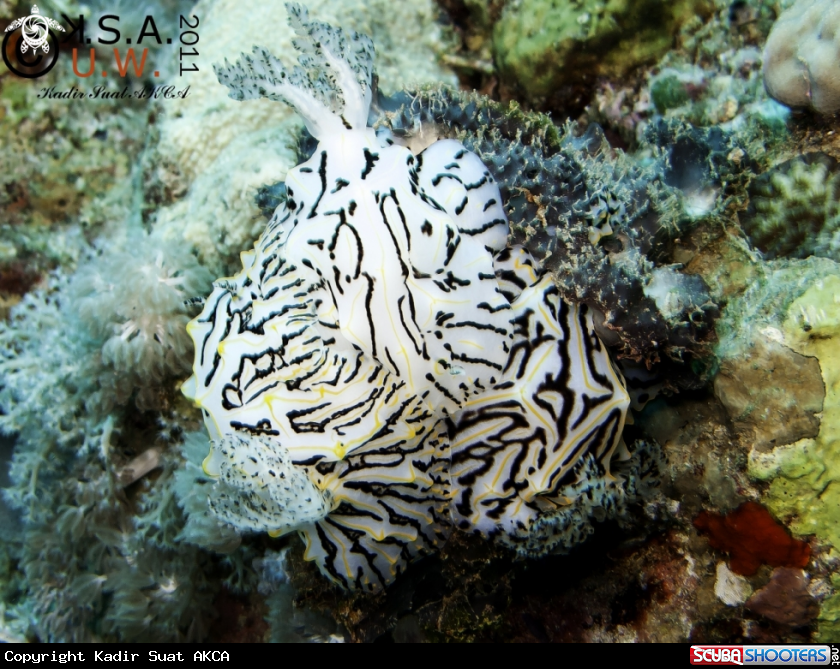 A NUDIBRANCH