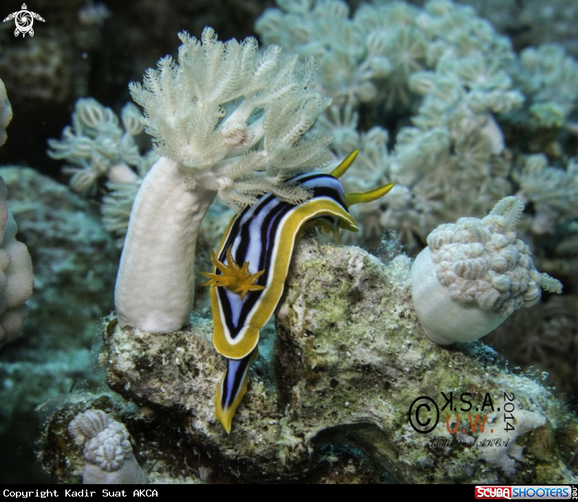 A NUDIBRANCH