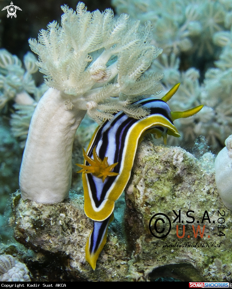 A NUDIBRANCH