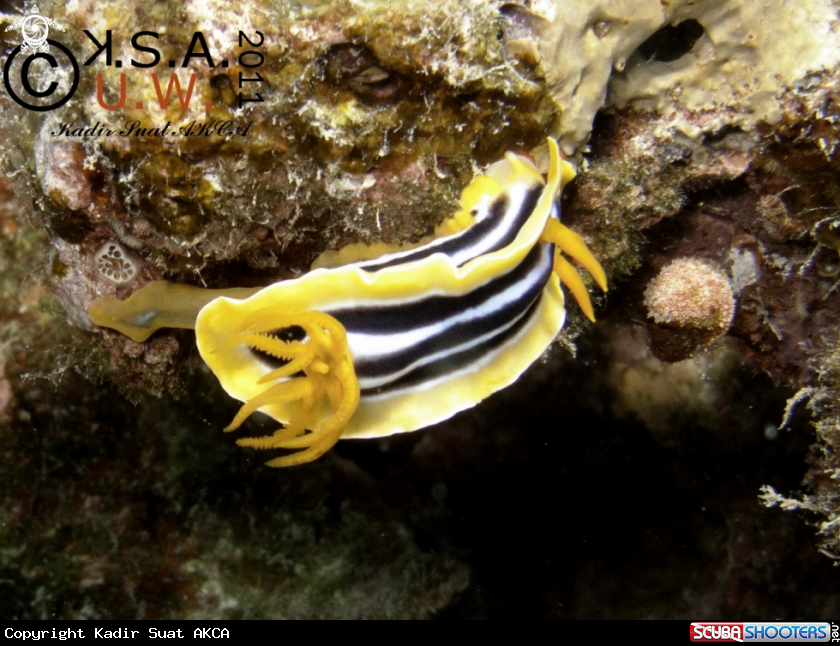 A NUDIBRANCH