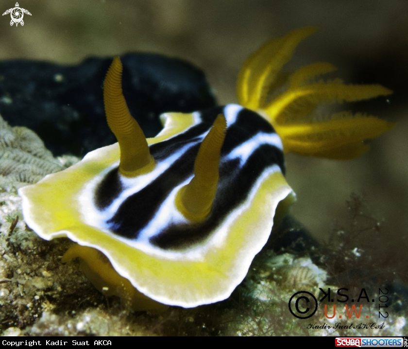 A NUDIBRANCH