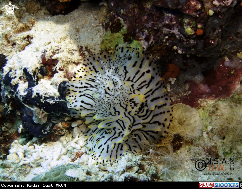 A NUDIBRANCH