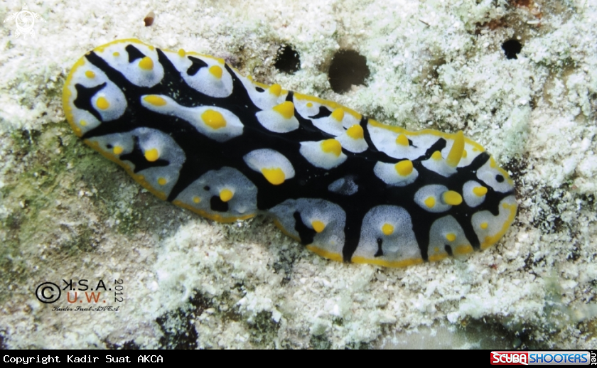 A NUDIBRANCH