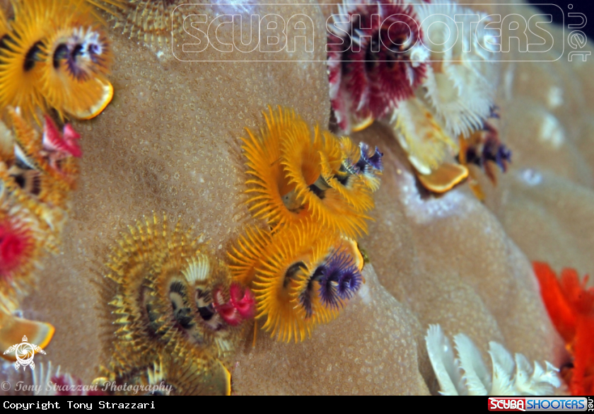 A Christmas tree worms