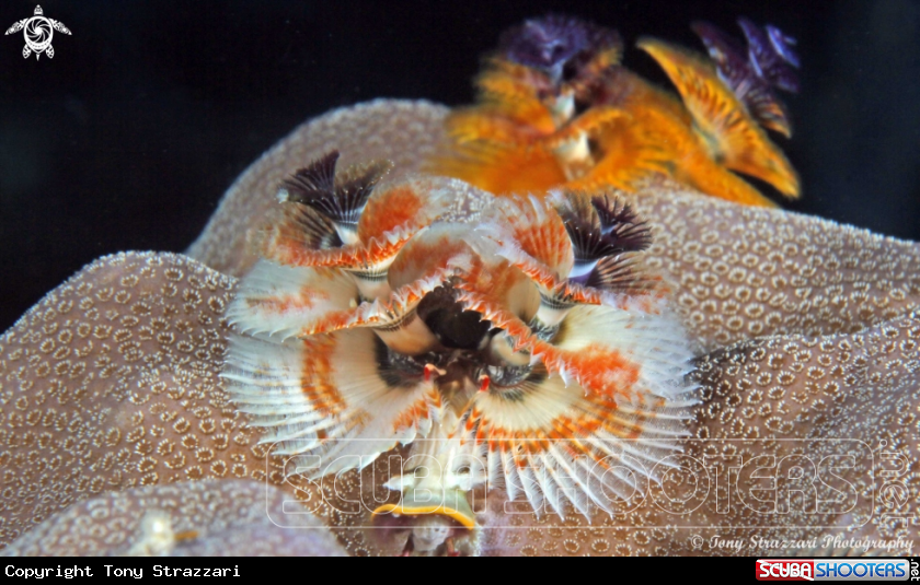 A Christmas tree worms