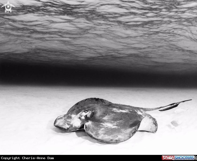 A Southern Atlantic stingray