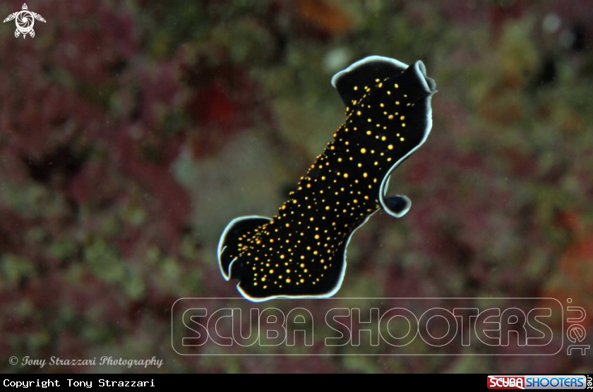 A Flatworm