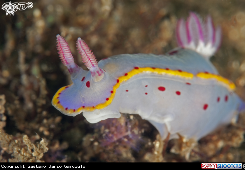 A Hypselodoris bennetti