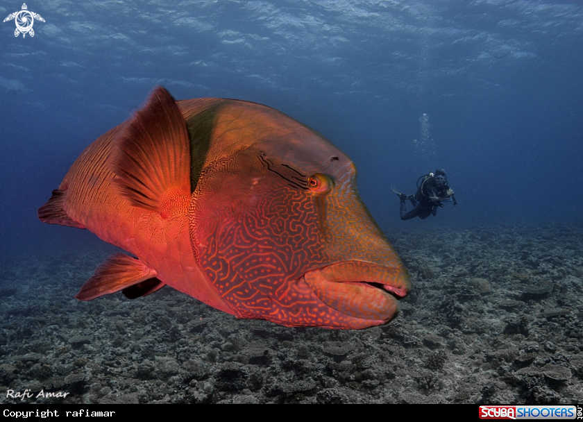 A Napoleon fish