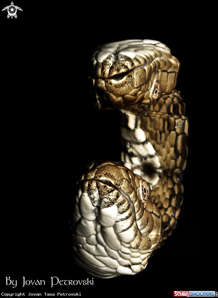 A Vodena zmija Ribarica / Water snake - Dice snake.