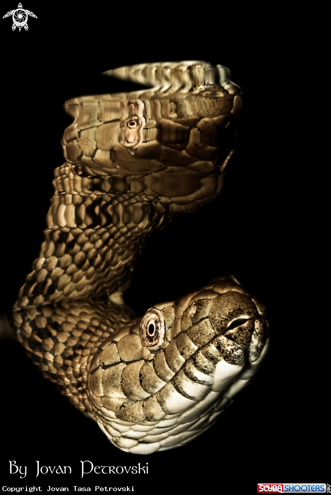 A Vodena zmija Ribarica / Water snake - Ribarica.