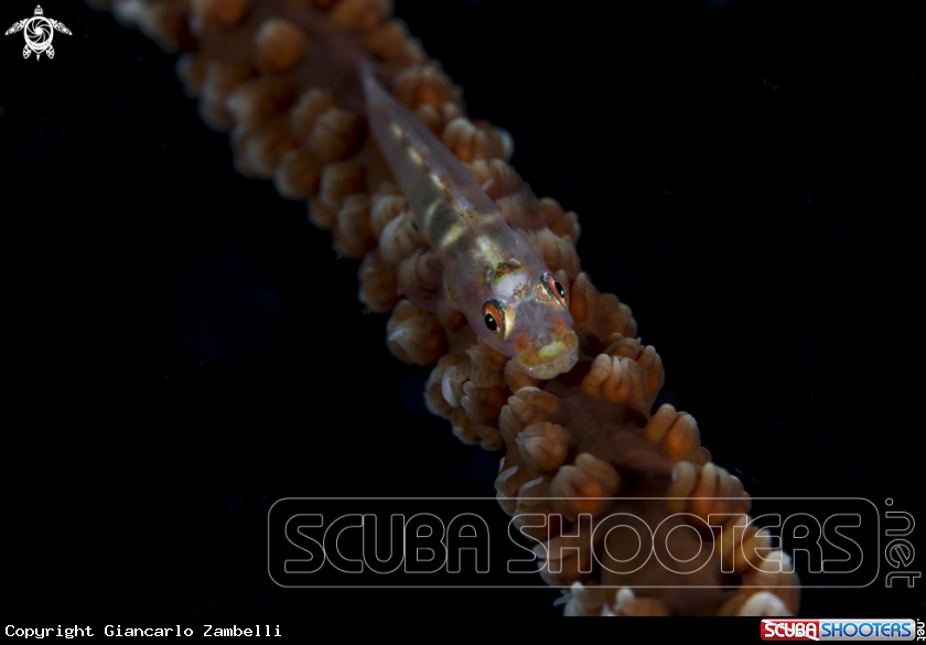 A Goby