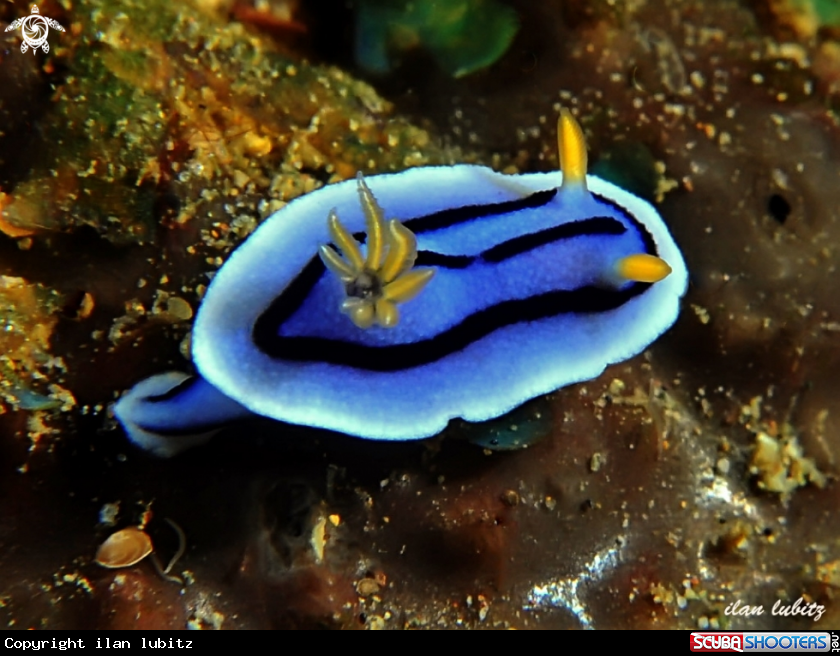 A nudibranch