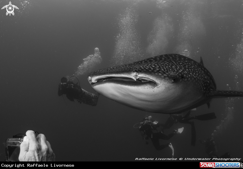 A Whale shark