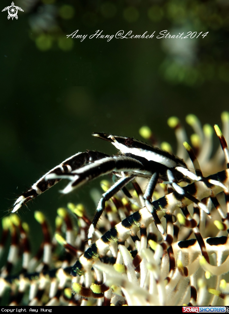 A Squat Lobster