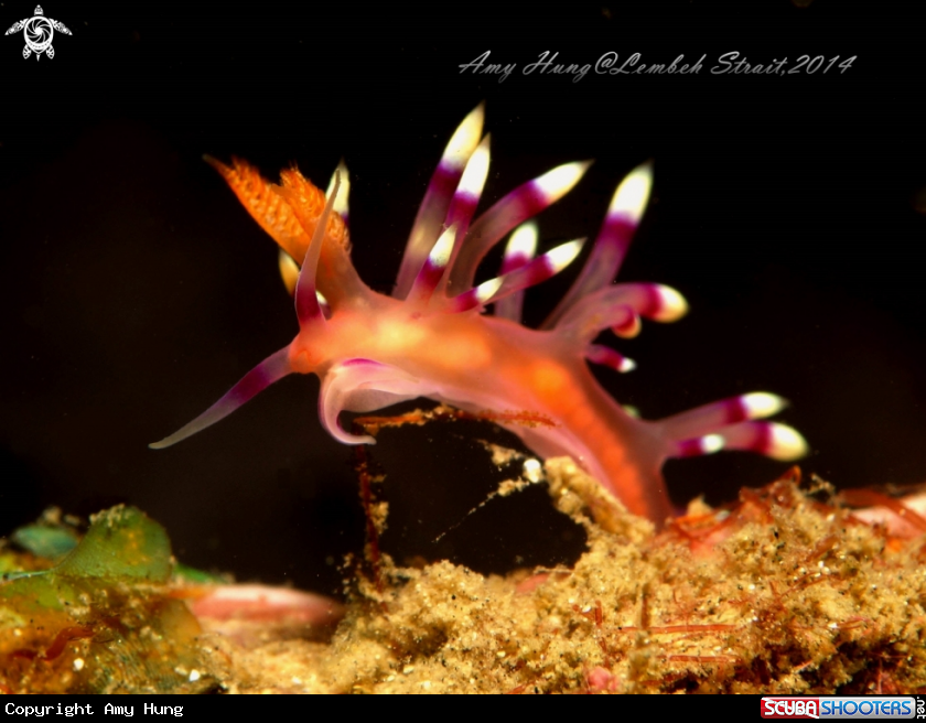 A Flabellina Exoptata