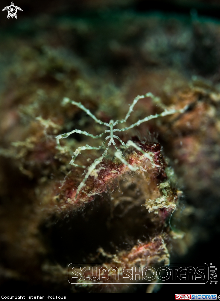 A Sea Spider