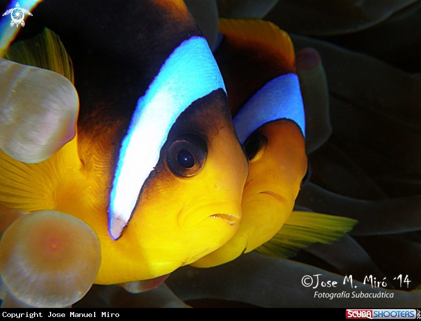 A ClownFish