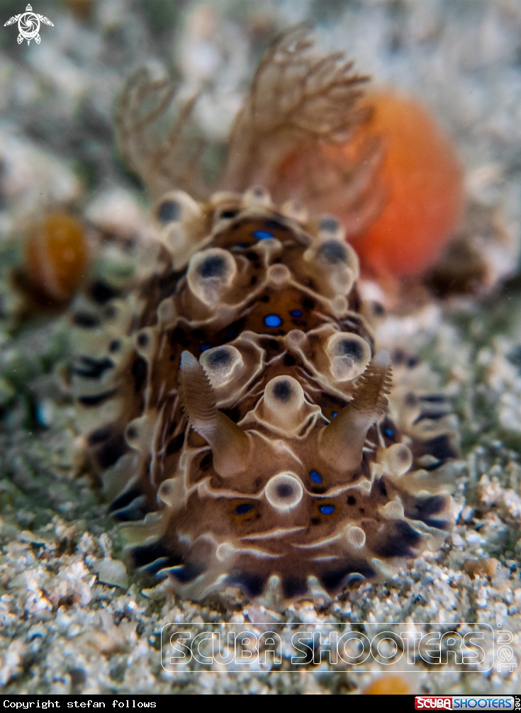A Nudibranch